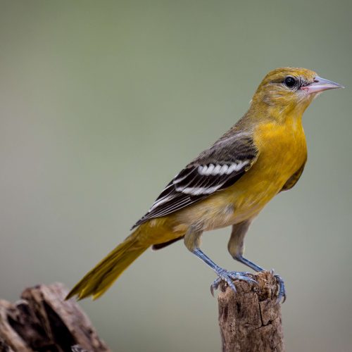Baltimore Oriole is another female that rivals it male counterpart in beauty scaled