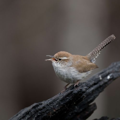 Bewick s Wren simply one of the loudest little singers in the woods scaled