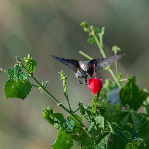Black chinned Hummingbird enjoying a Turk s cap flower scaled