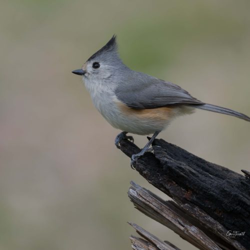 Black crested Titmouse is just a cute little bird scaled