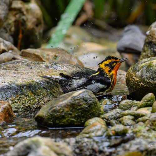 Blackburnian Warbler bathing