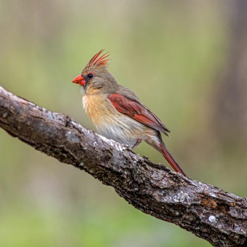 Cardinal female cardinals are very beautiful as well