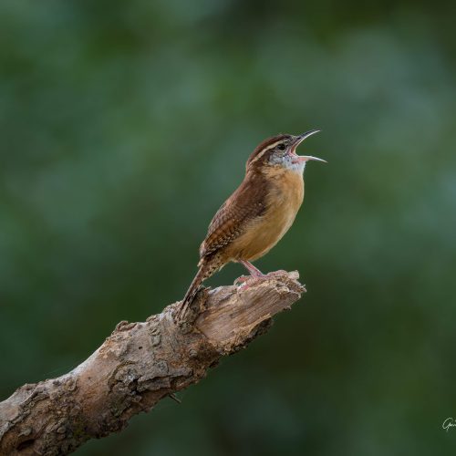 Carolina Wren the little bird with the big voice scaled
