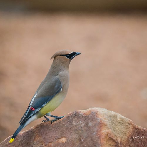 Cedar Waxwing the winged bandit scaled