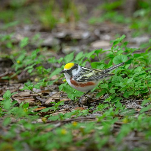 Chestnut sided Warbler taking a break after its long migration flight scaled