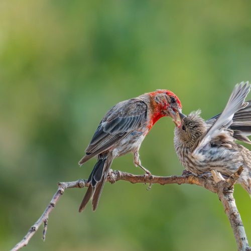 House Finch feeding a hungry fledgling scaled