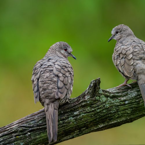 Inca Doves gazing at each other scaled
