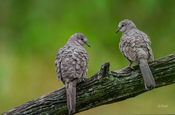 Inca Doves gazing at each other scaled