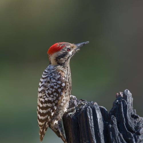 Ladder backed Woodpecker just checking out the area scaled
