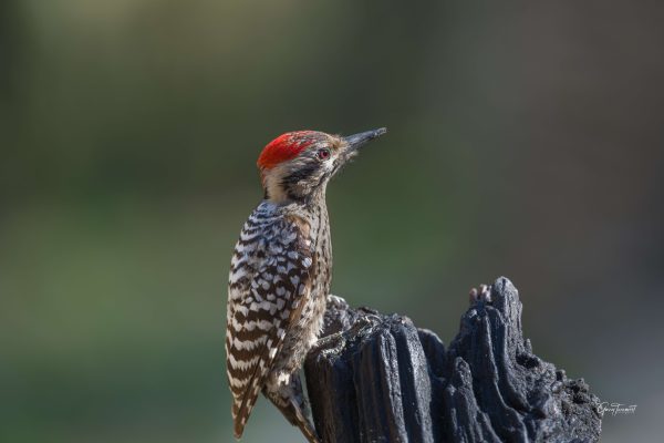 Ladder backed Woodpecker just checking out the area scaled