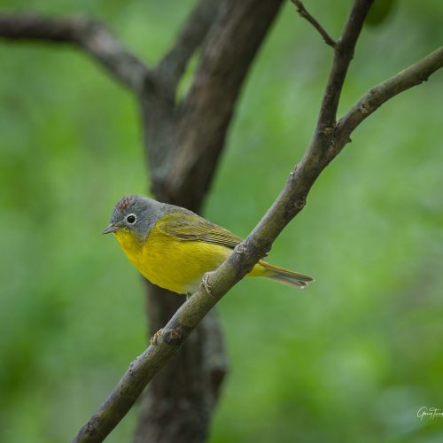 Nashville Warbler relaxing in a branch  scaled