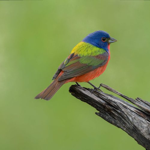 Painted Bunting showing off his best side scaled