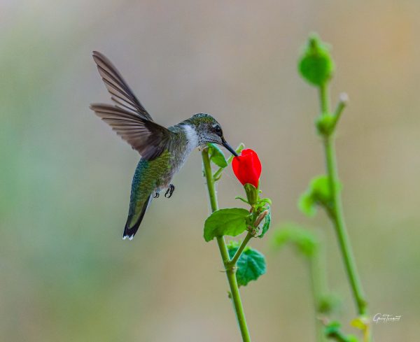 Ruby throated Hummingbird enjoying the nectar of a bright red flower of a Turk s cap scaled