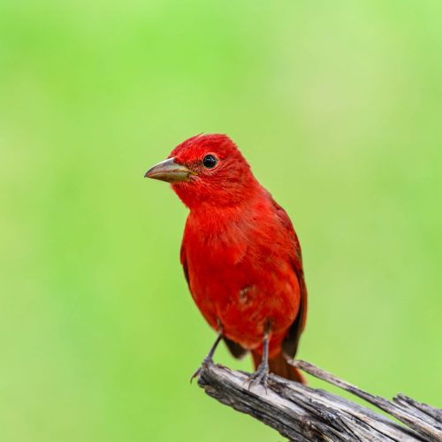 Summer Tanager our only completely red bird scaled