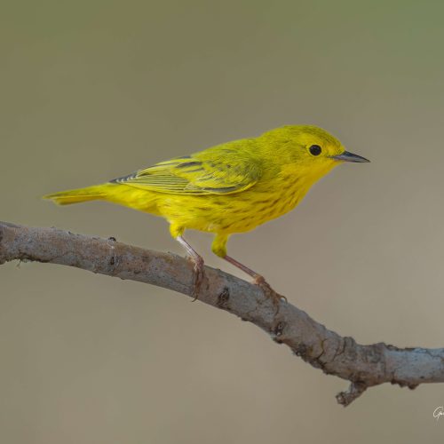 Yellow Warbler sitting on a branch for all to admire well for a second anyway scaled