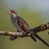 Yellow billed Cuckoo 1 scaled