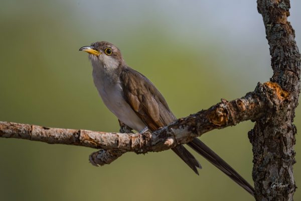Yellow billed Cuckoo 1 scaled