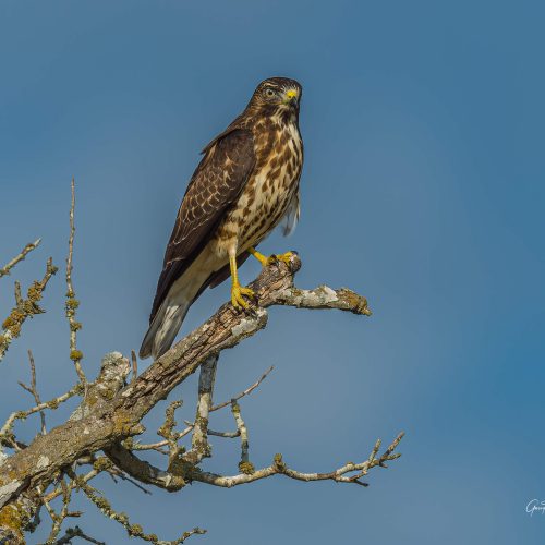 Broad winged Hawk high up in the tree top looking around scaled