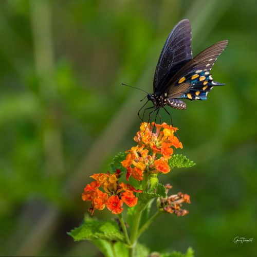 Butterfly on Lantana shrub scaled