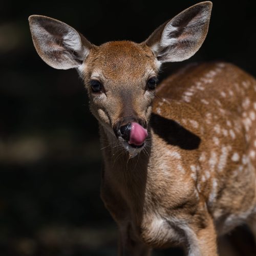 White tailed deer fawn just finished getting a drink of water scaled