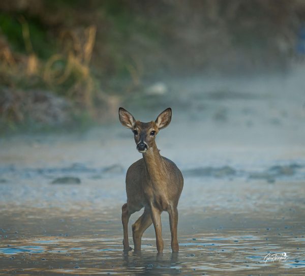 Curious deer crossing the creek