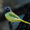 Green Jay