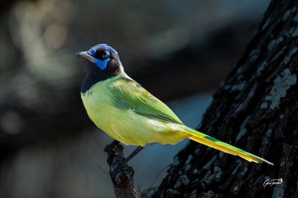 Green Jay
