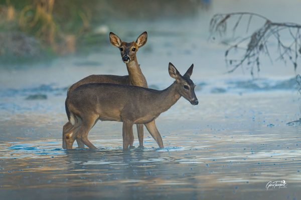 Young White tailed Deer crossing the creek